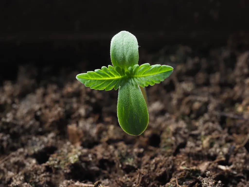Emerging Seedling