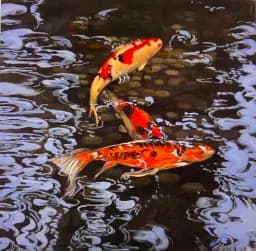 Koi Reflections