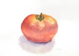 Tomato Study