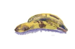 Distinguished Bananas