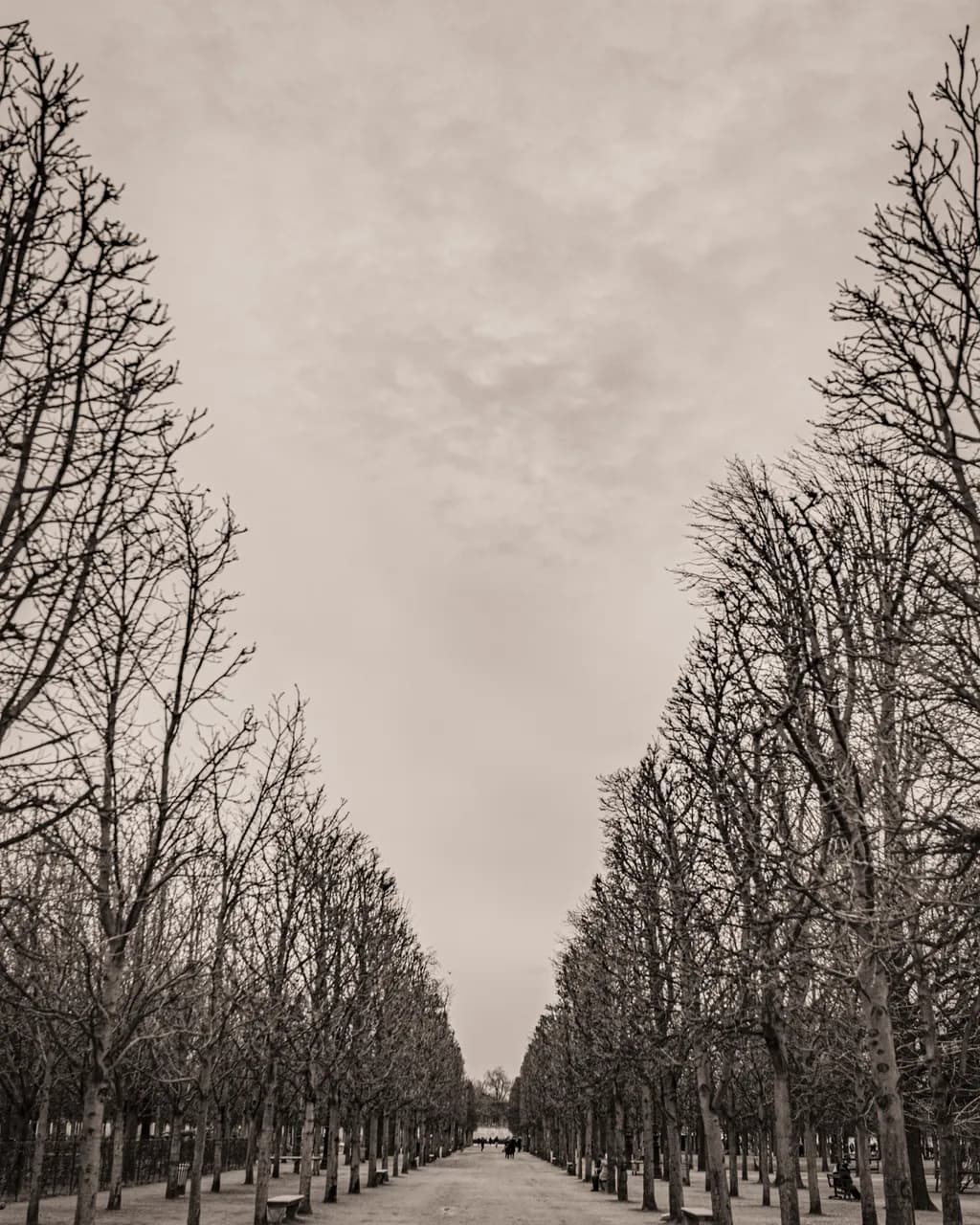 Parisian Winter Trees