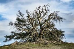 Desert Tree