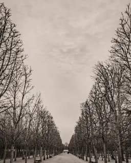 Parisian Winter Trees