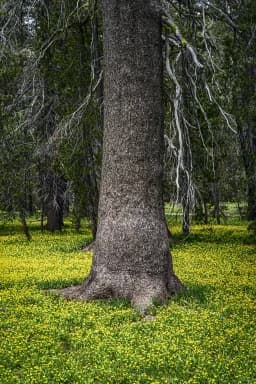 The Old and the Young