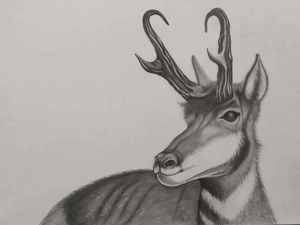Antelope Poise