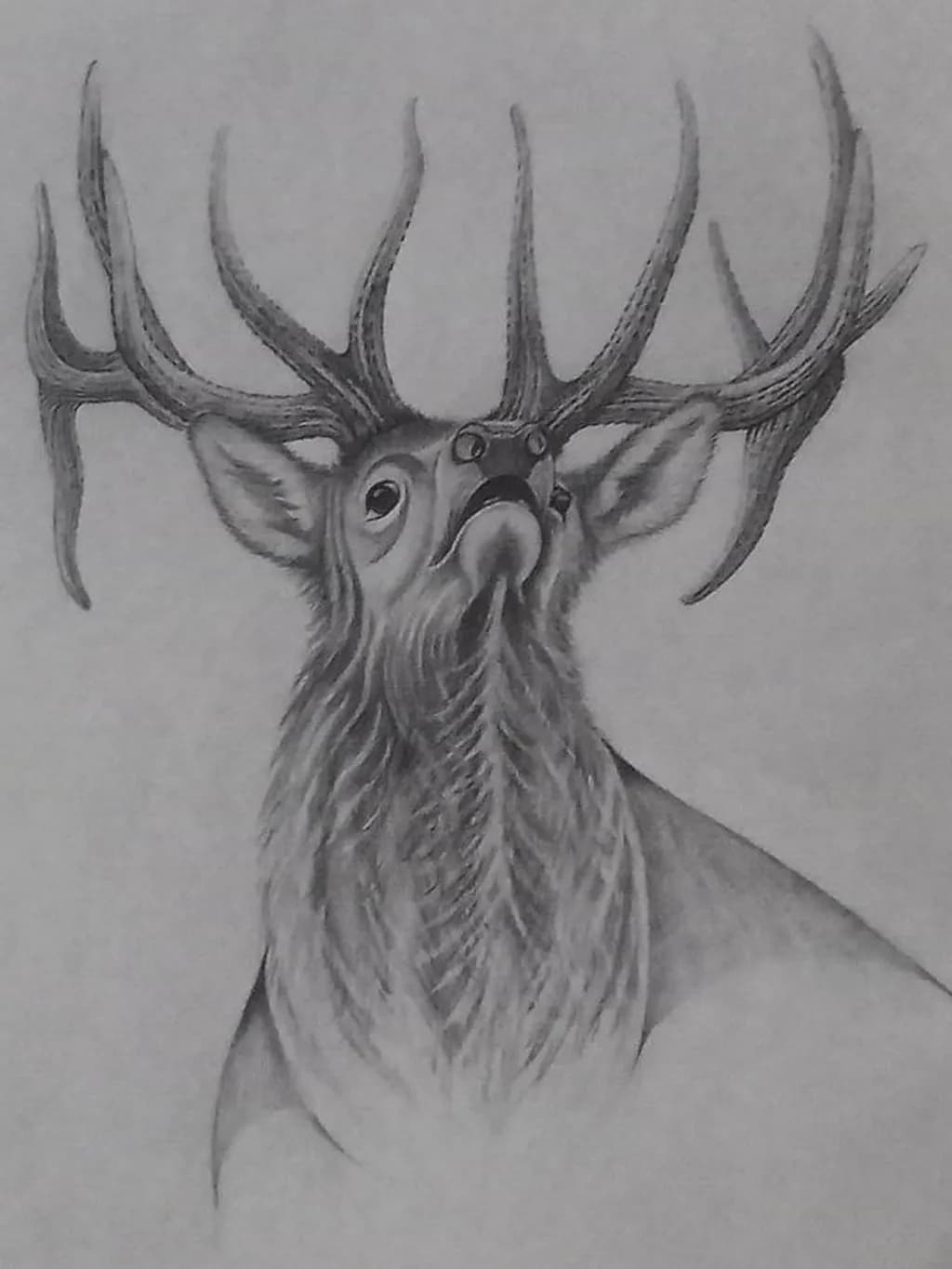 Bull Elk Majesty