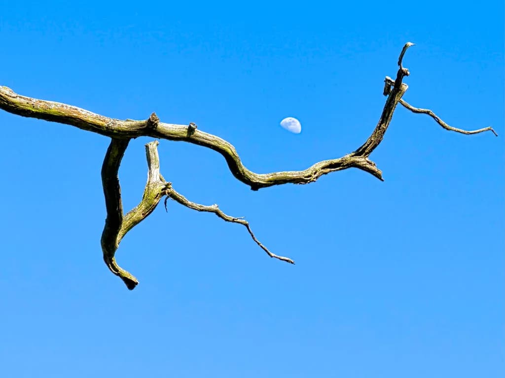 Moonlit Branch