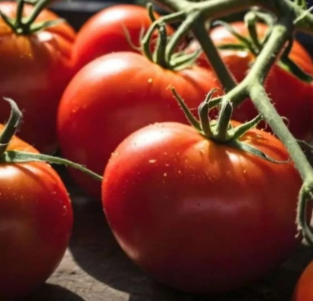 Ripe Tomatoes