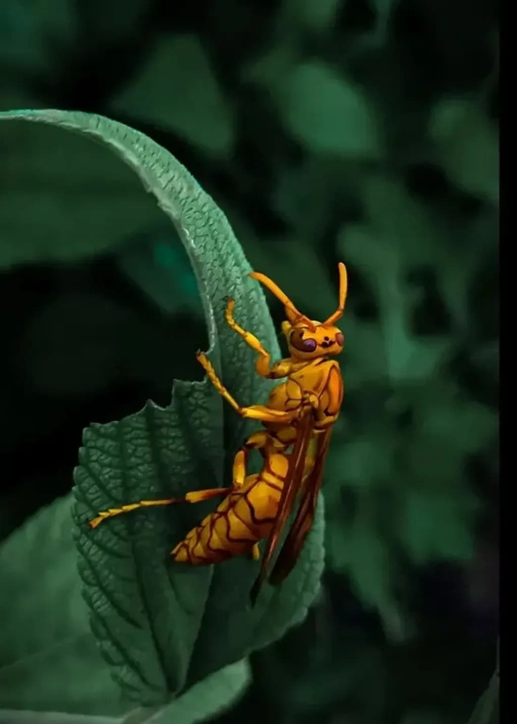 Golden Wasp on Leaf