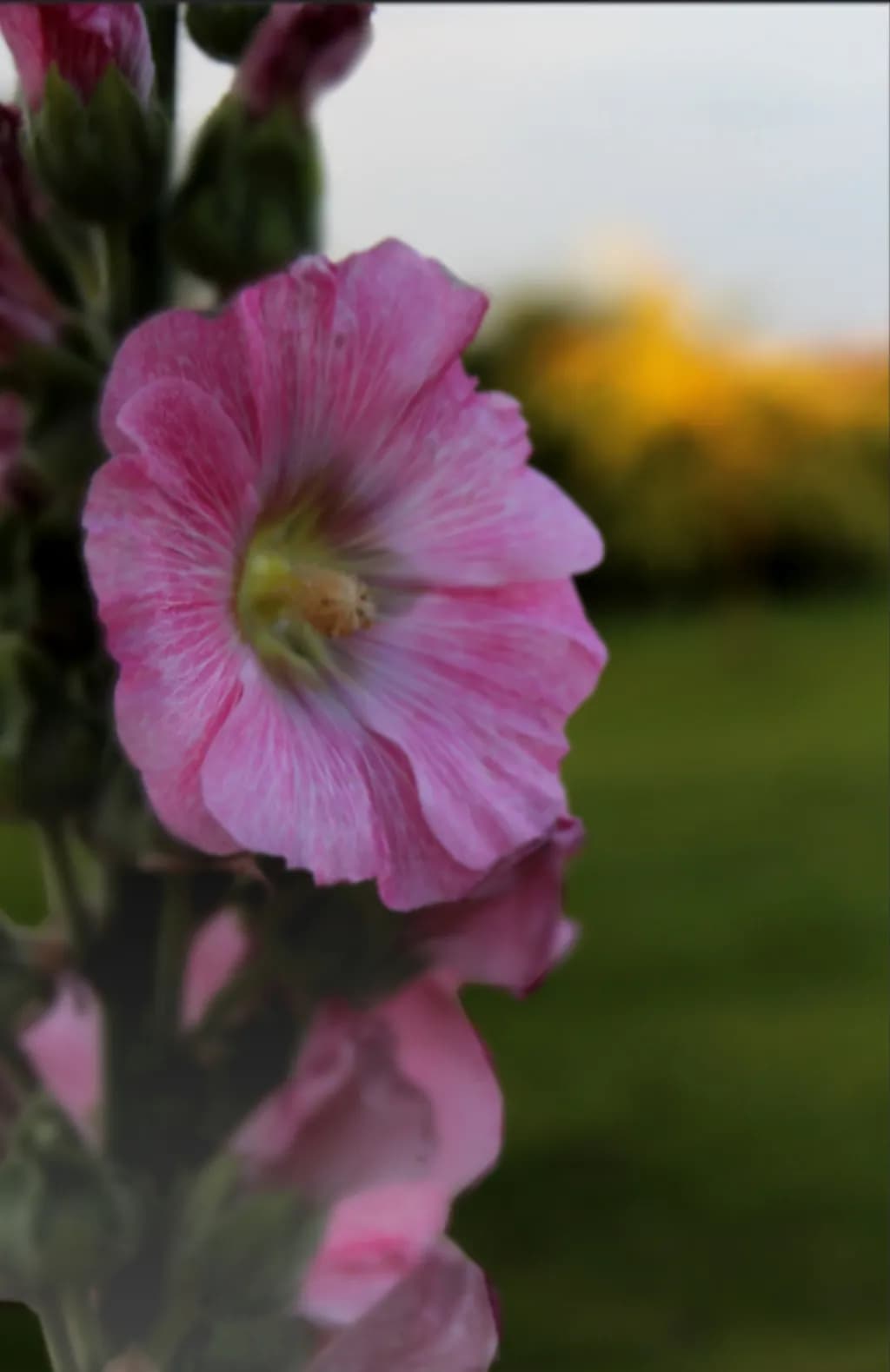 Pink Veil