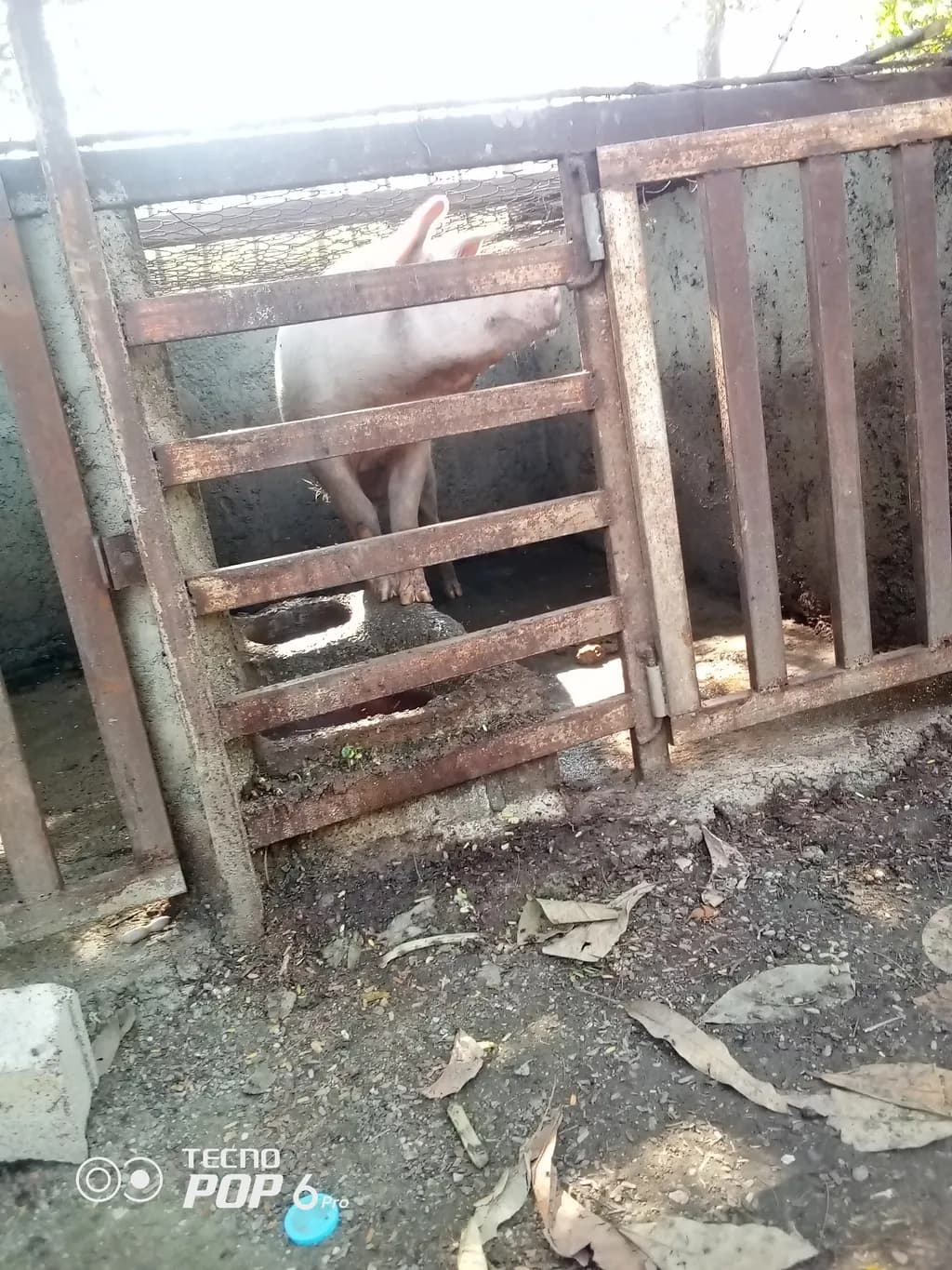 Farmyard Pig Pen