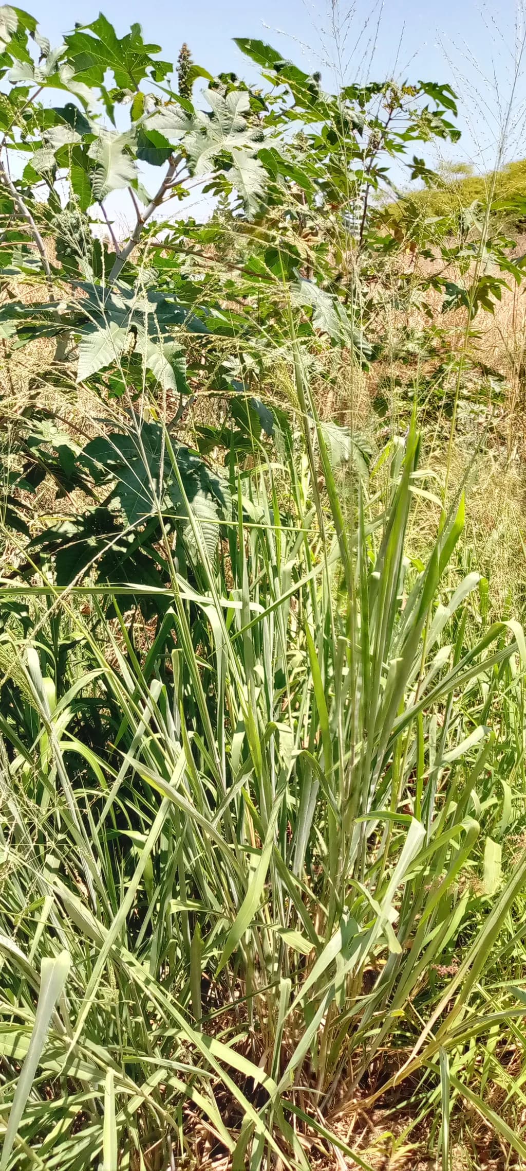 Verdant Thicket