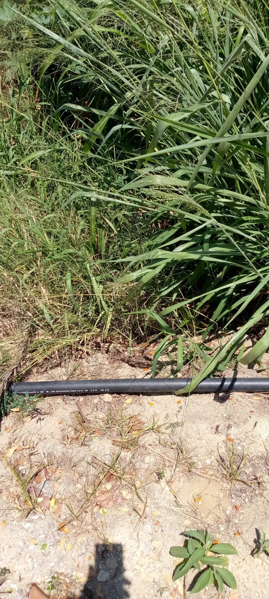 Wild Grass and Earth