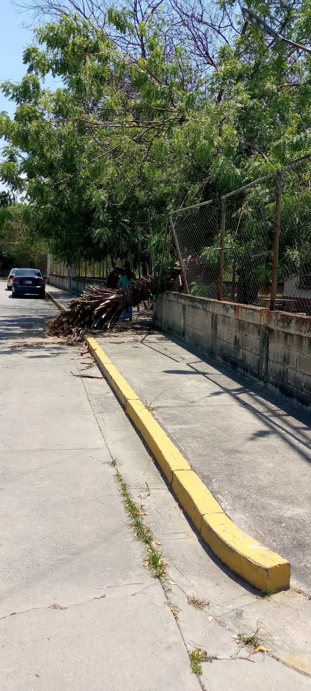 Fallen Palm Barrier