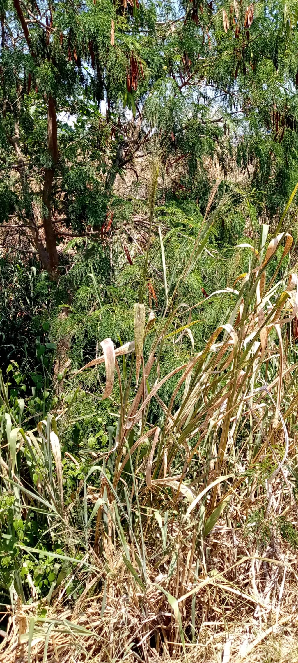 Golden Thicket