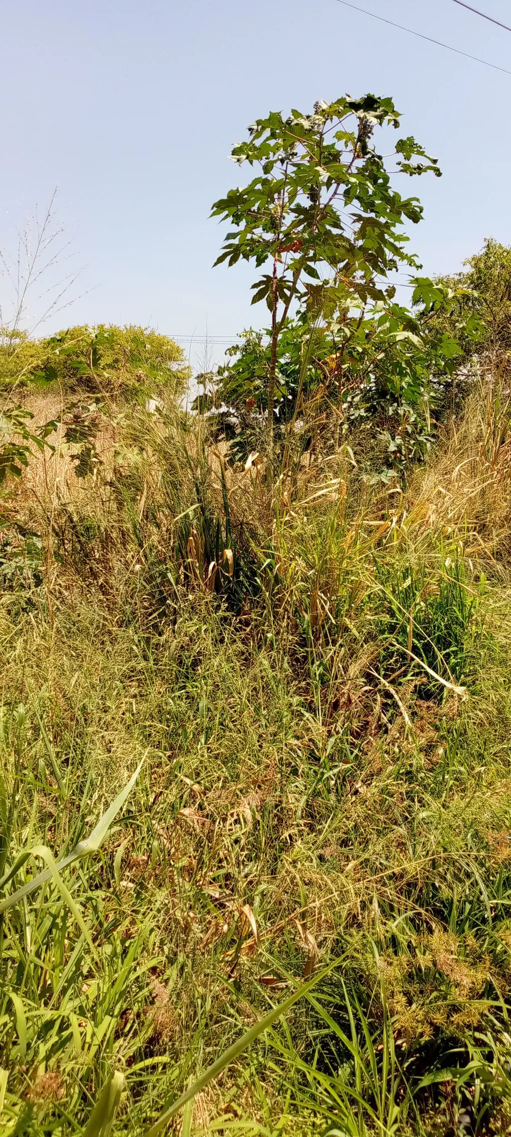 Wild Growth