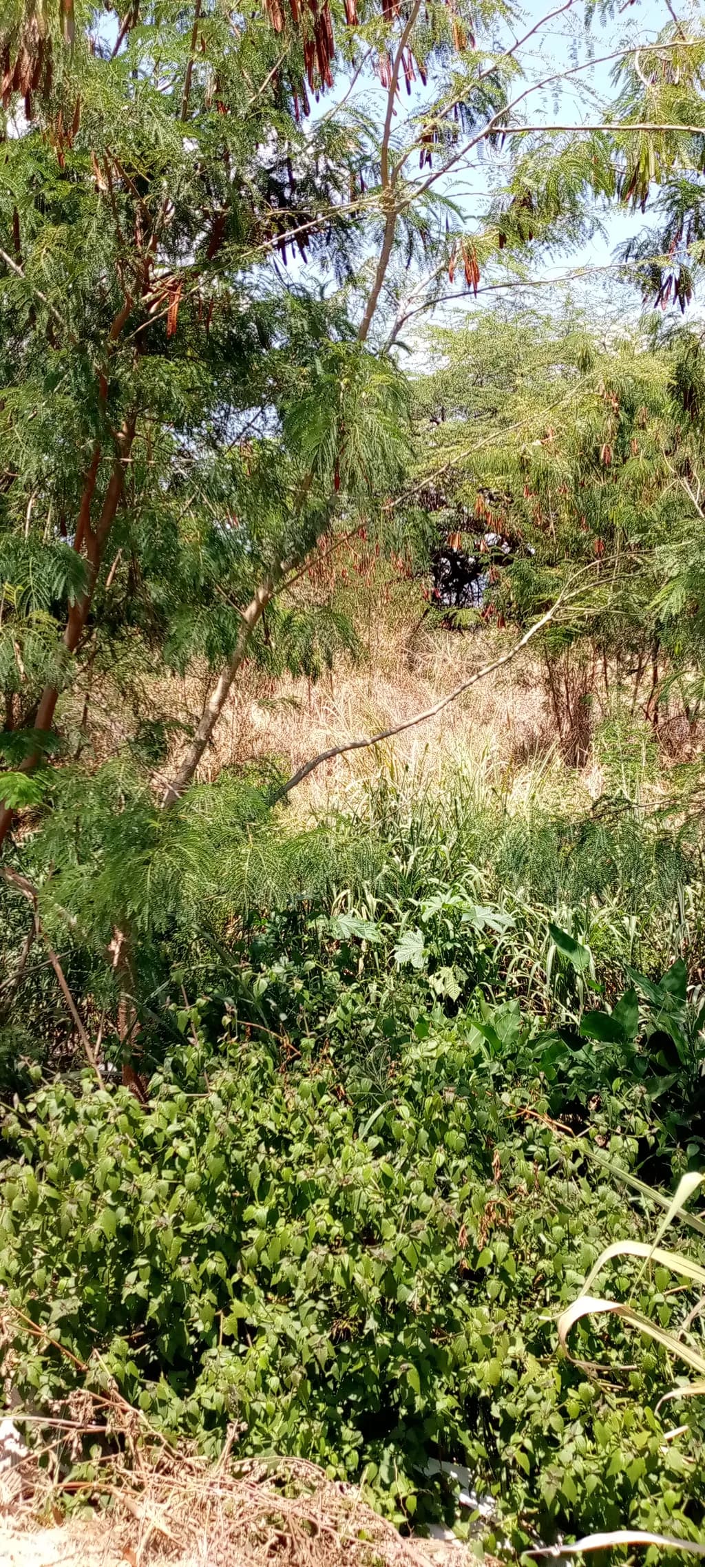 Hidden Grove