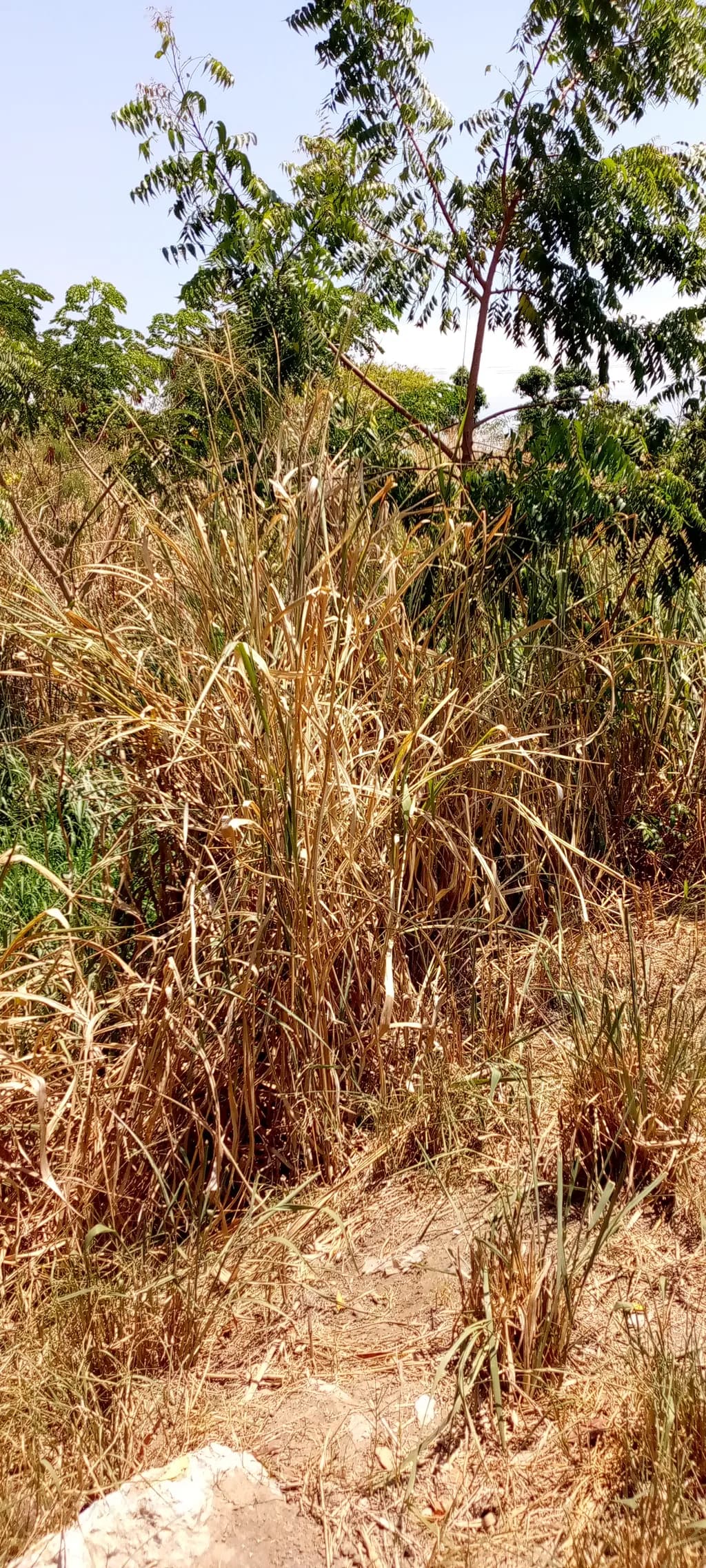 Rustic Thicket