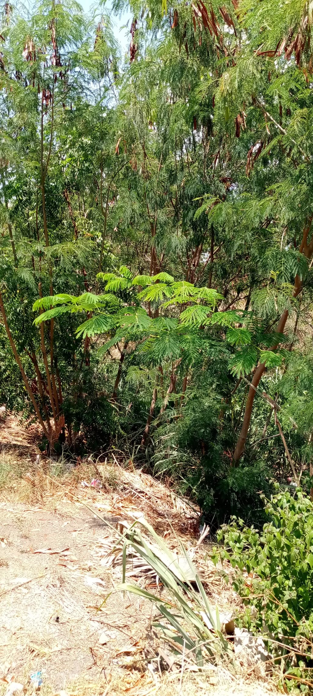 Lush Canopy