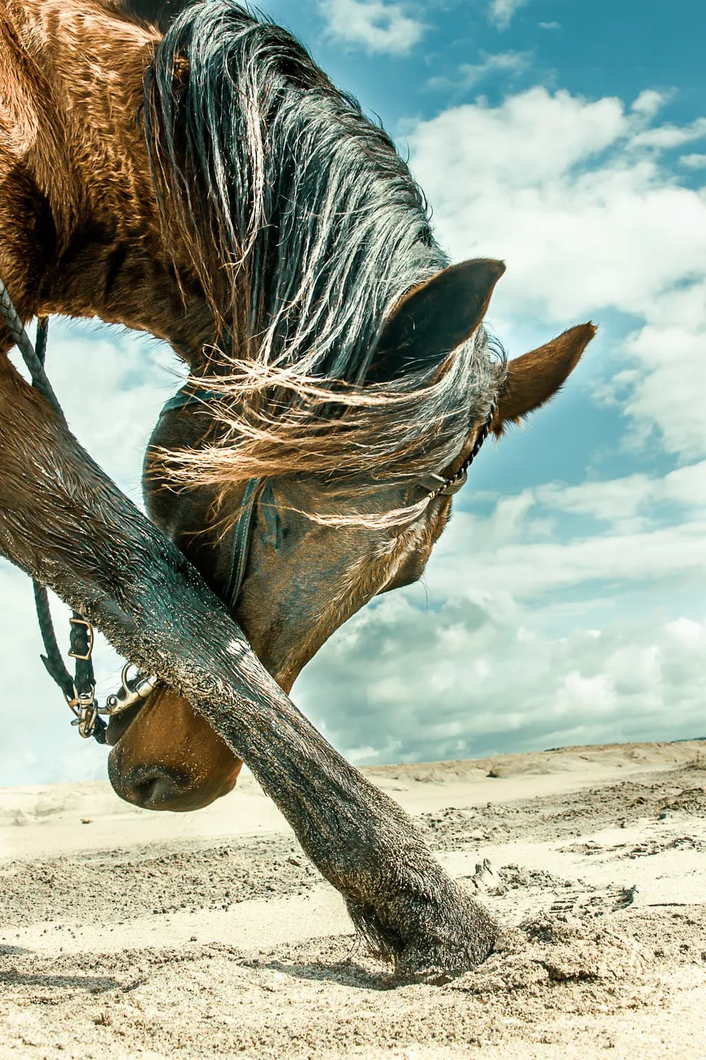 Sandy Hoofprints