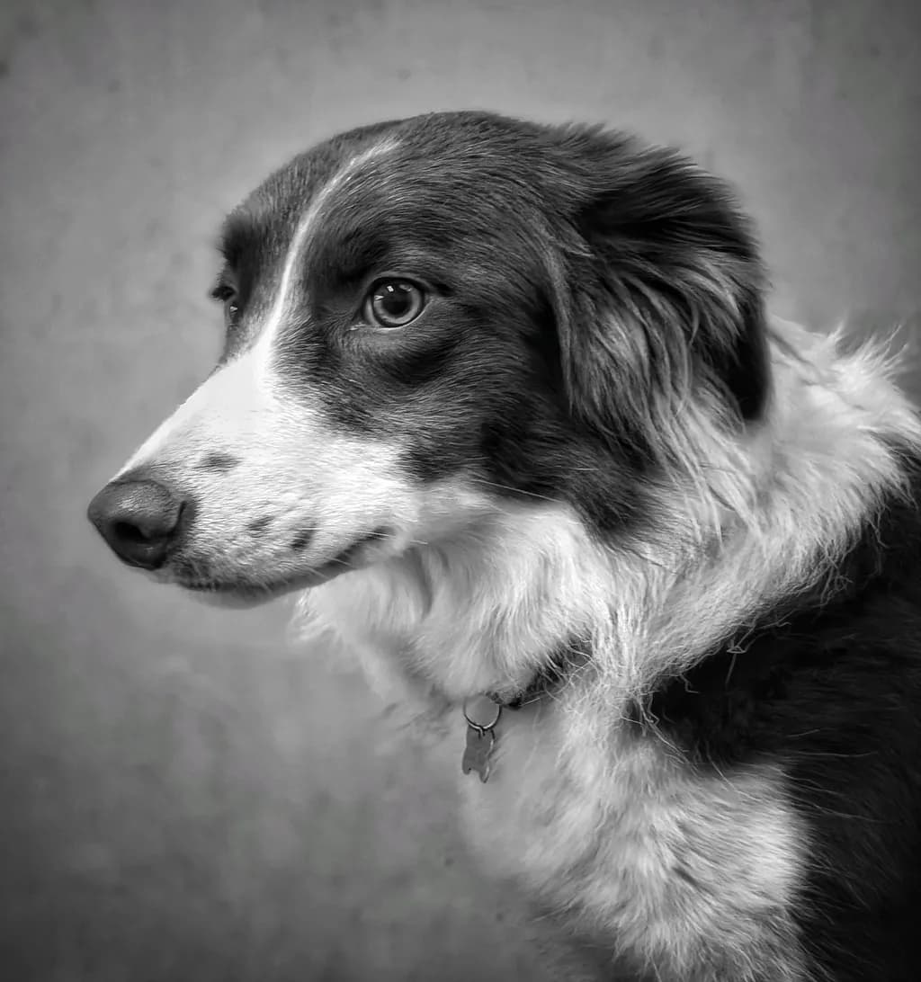 Sideview Canine