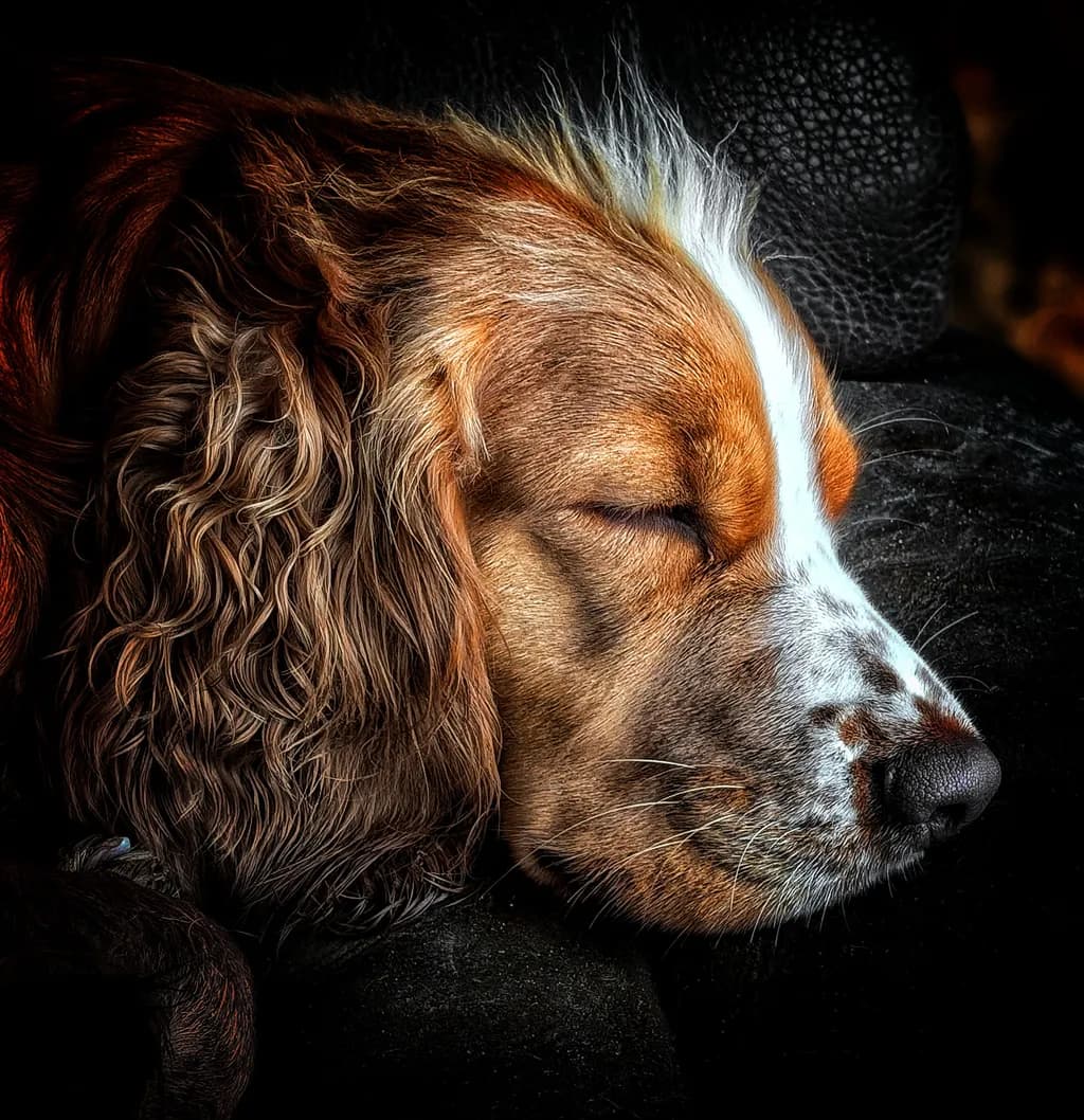 Sleeping Companion