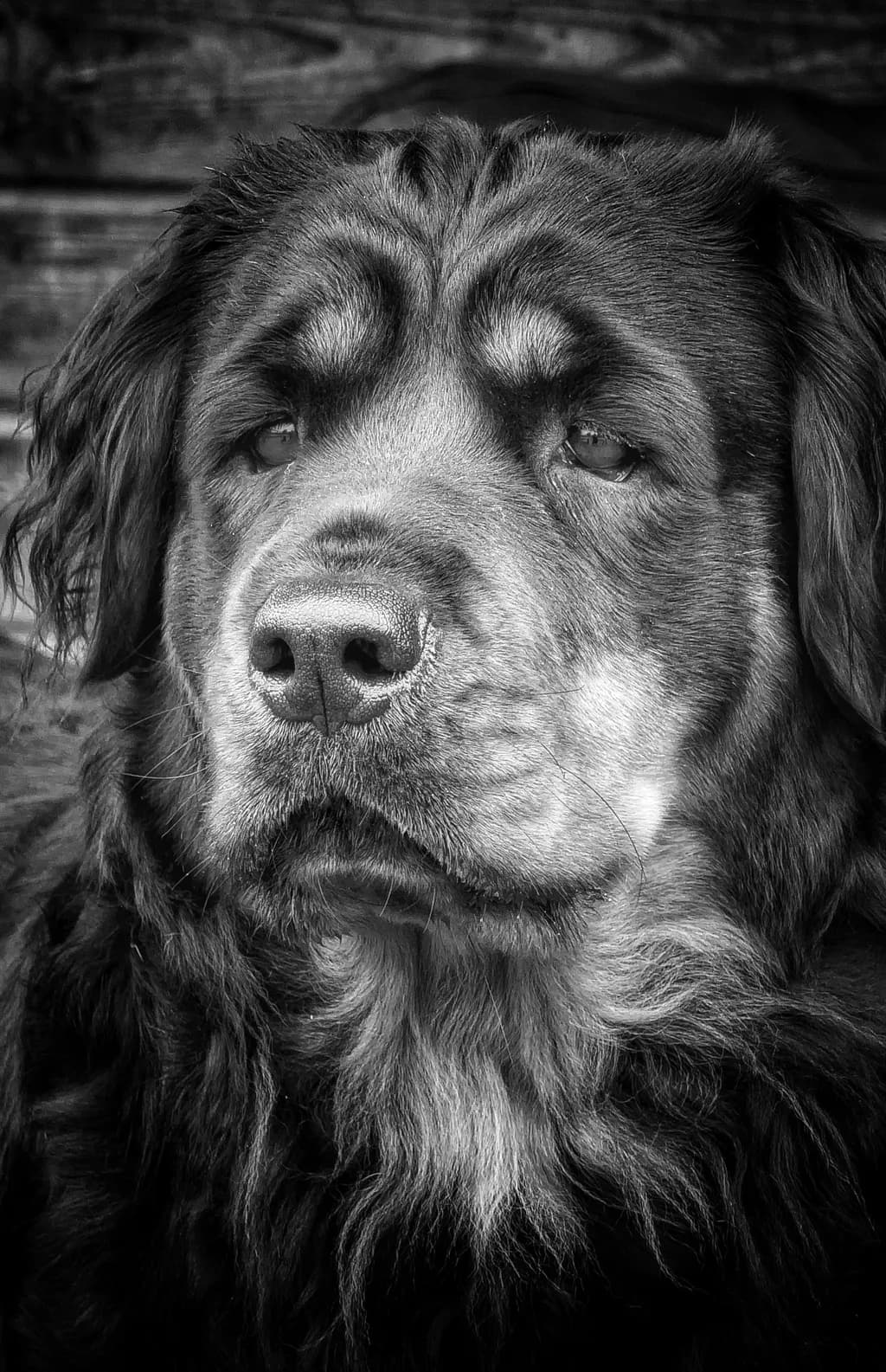 Steadfast Gaze