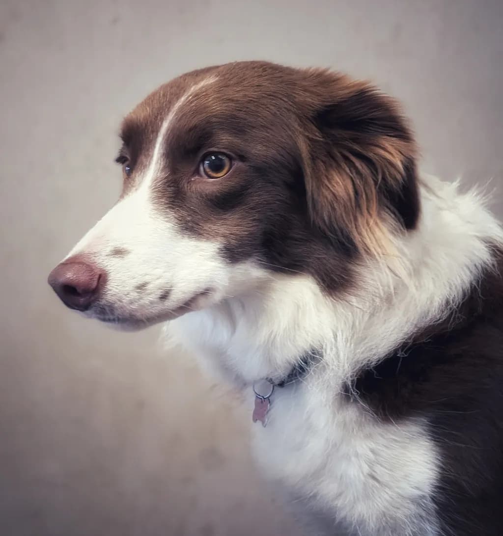 Thoughtful Gaze