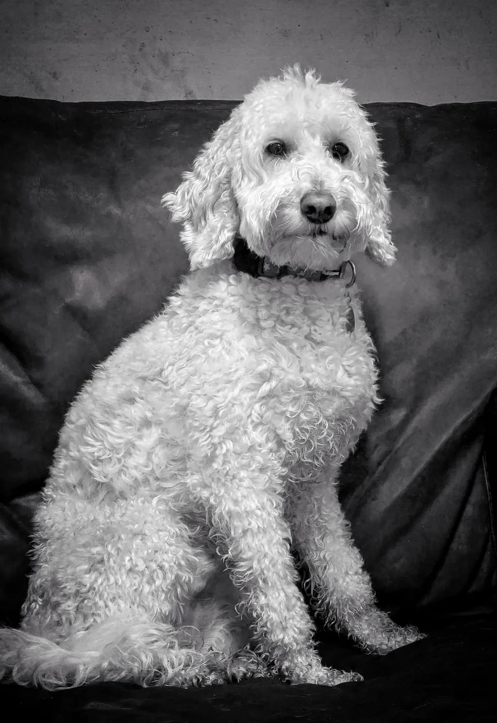Curly Companion