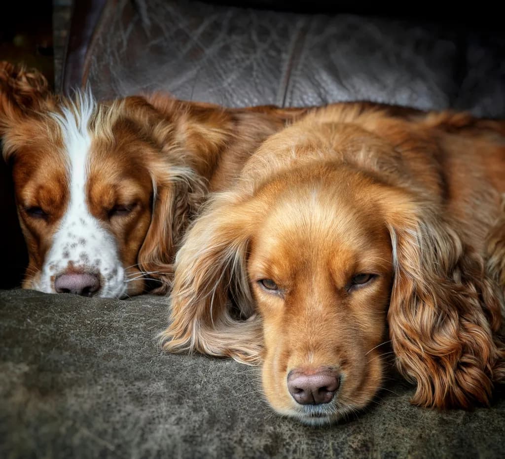 Cozy Canine Companions