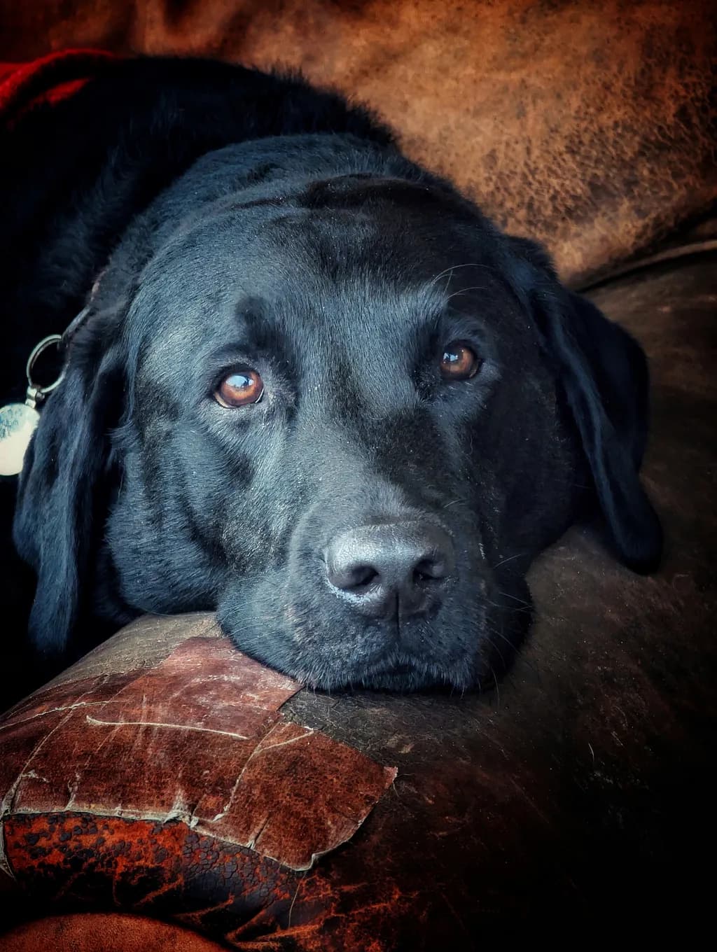 Mellow Gaze