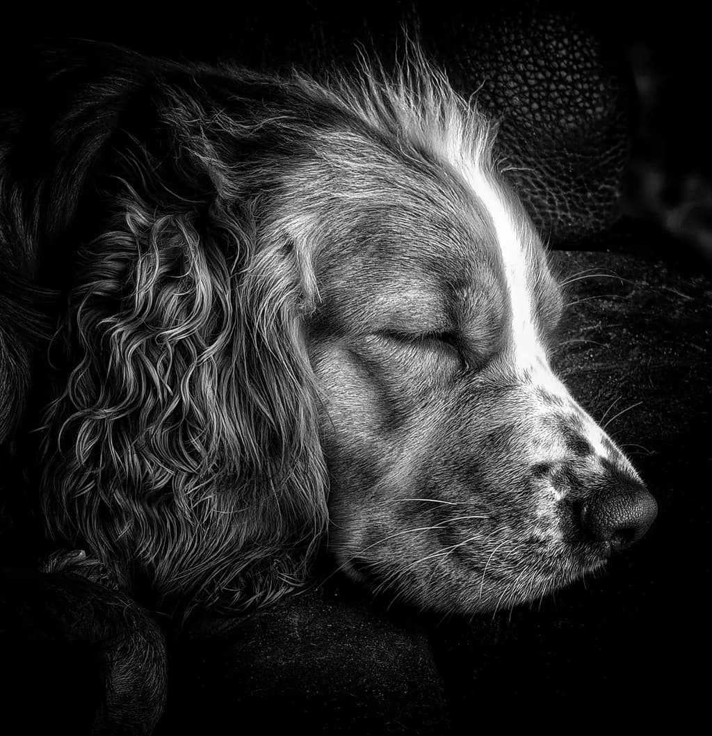 Silent Slumber