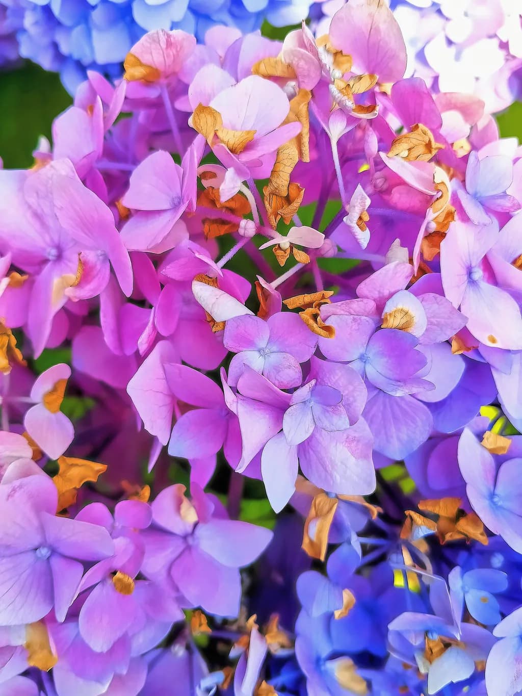 Hydrangea Petal Transition