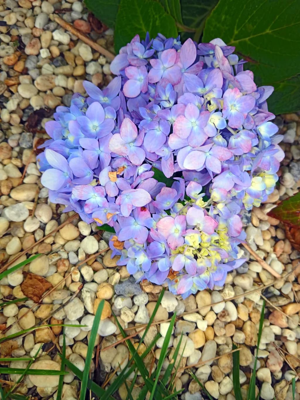 Hydrangea Among River Stones
