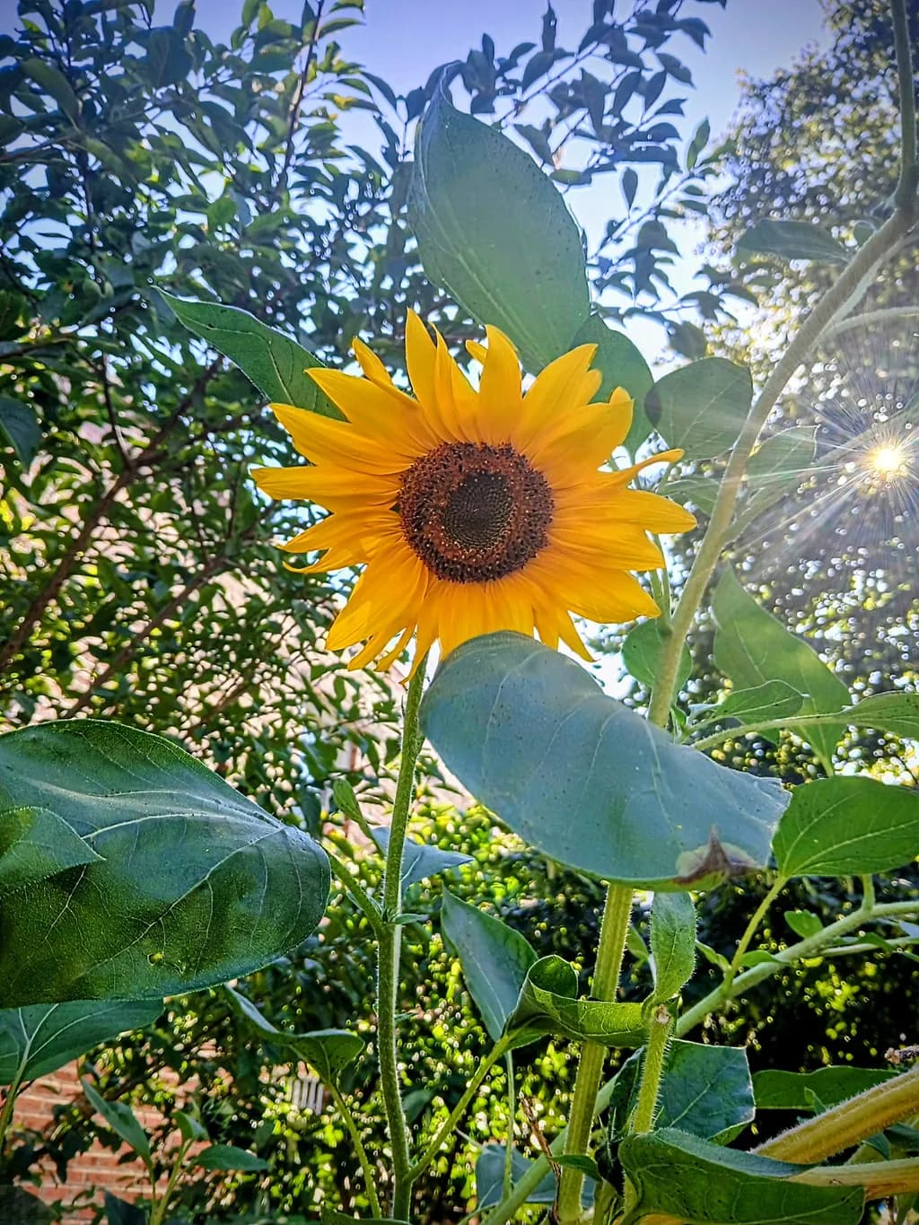 Sunny Side Up