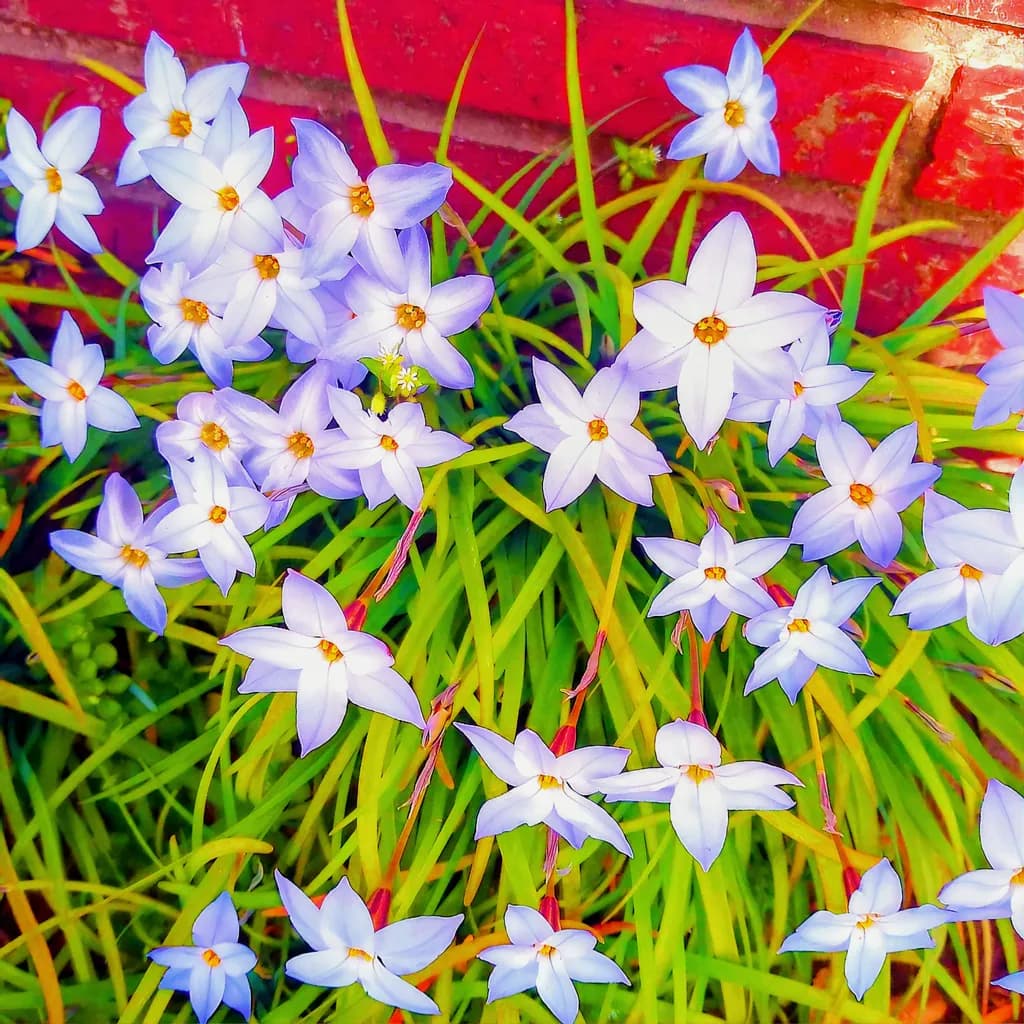 Brickside Blossoms