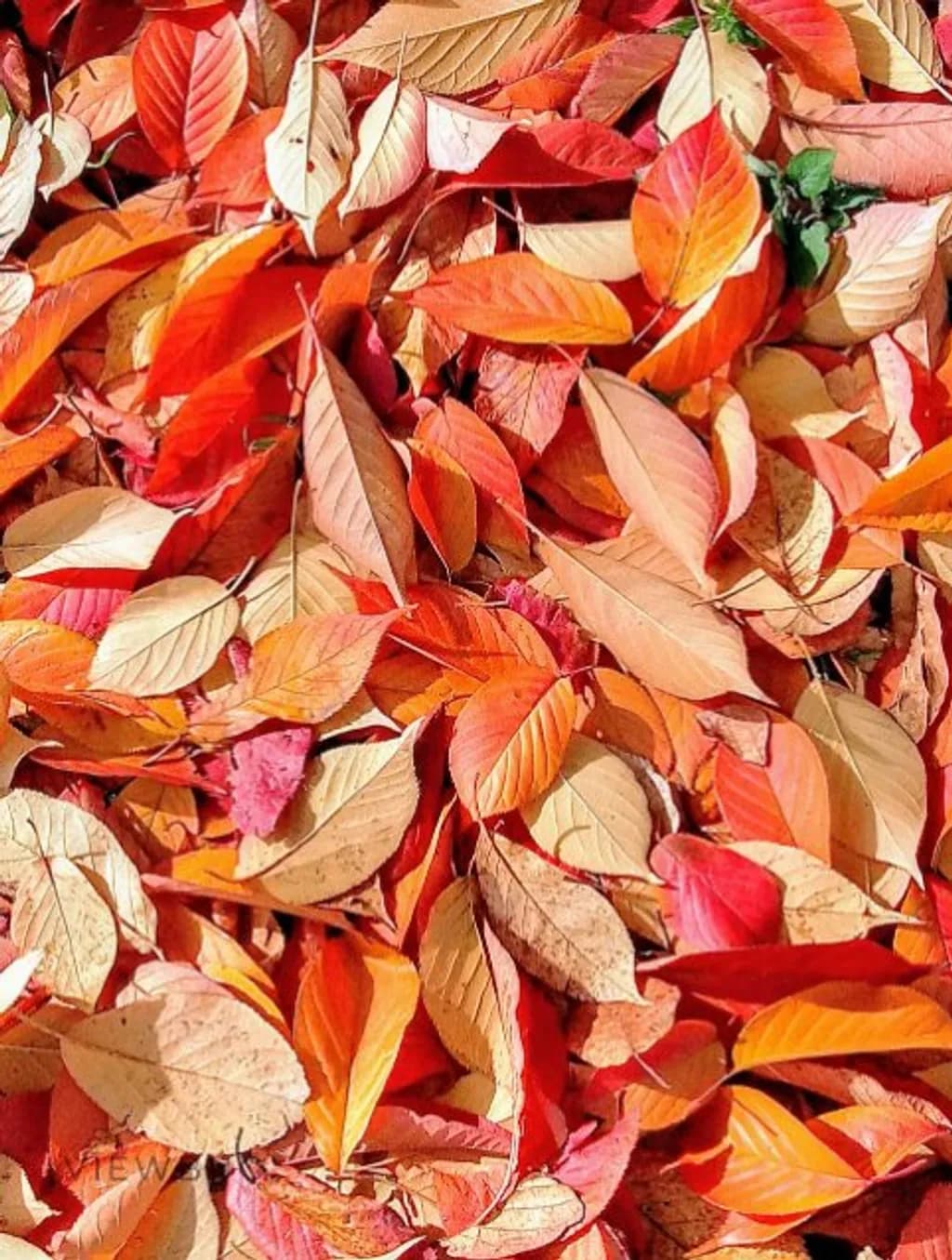 Autumn Mosaic