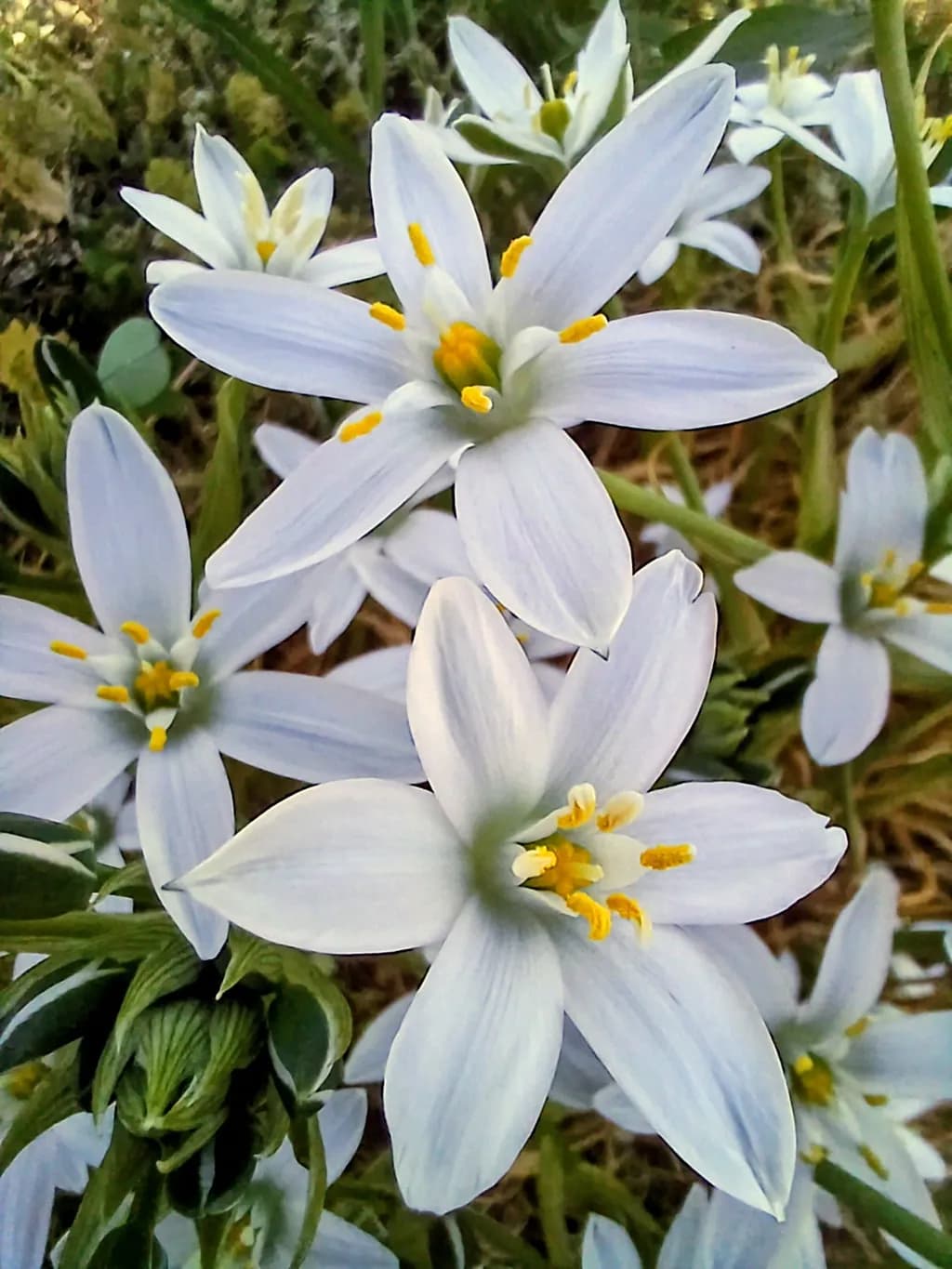 Starburst Blooms
