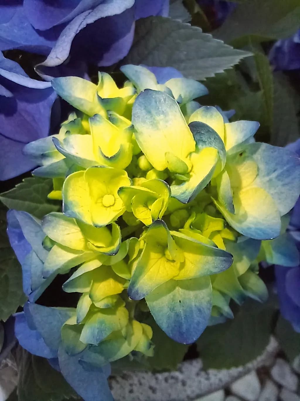 Neon Bloom