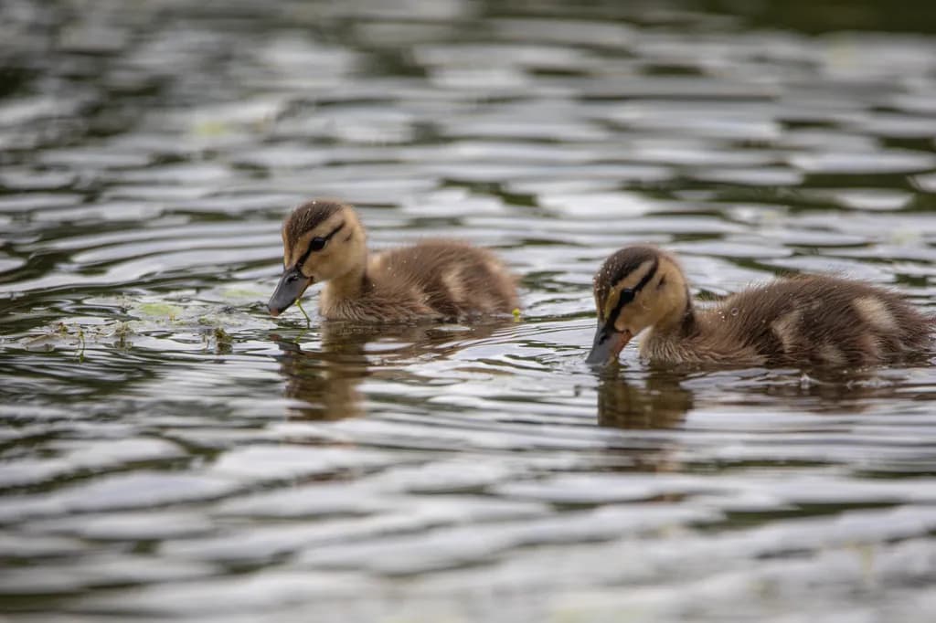 Twin Ducklings
