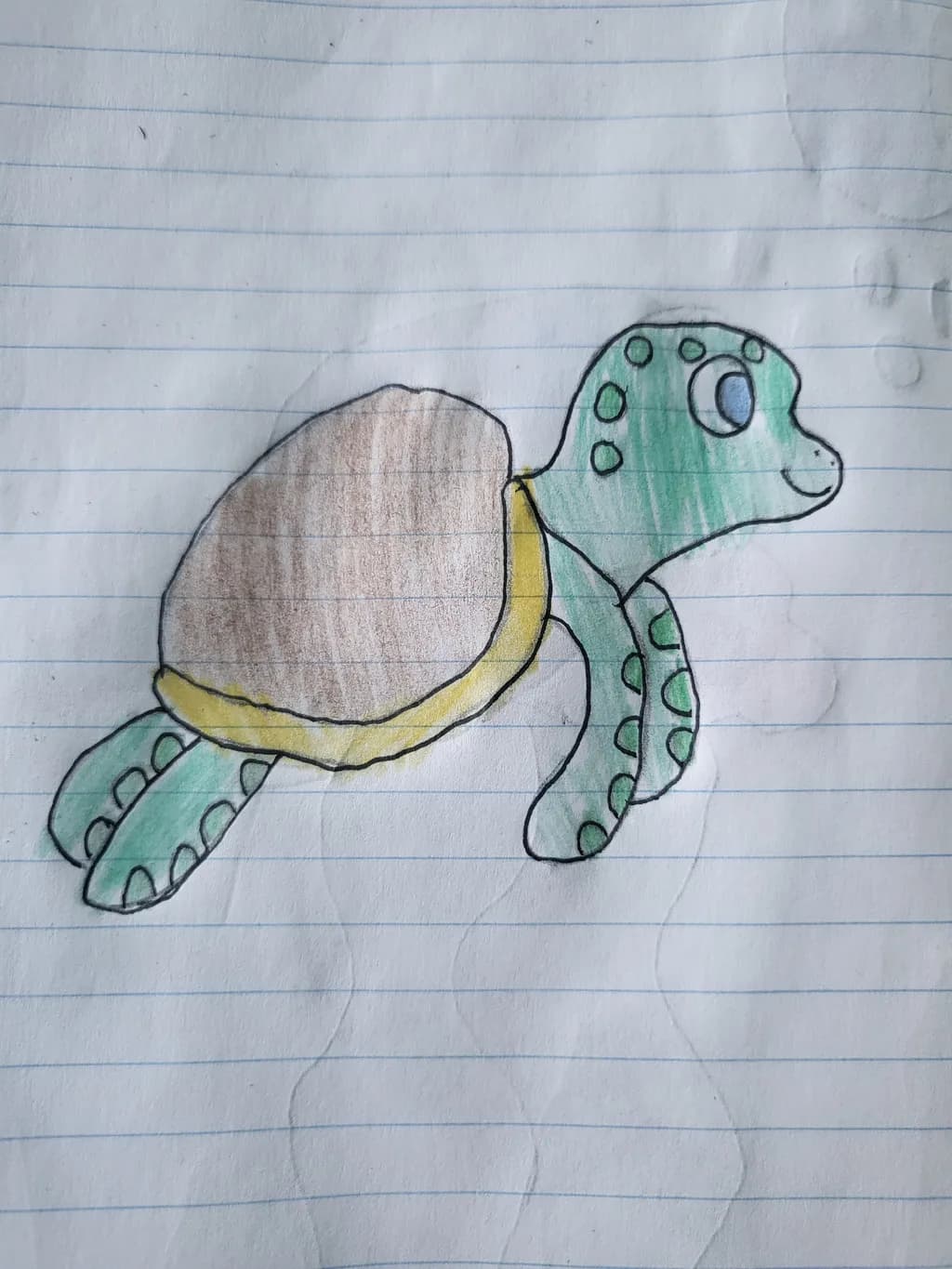 Playful Turtle