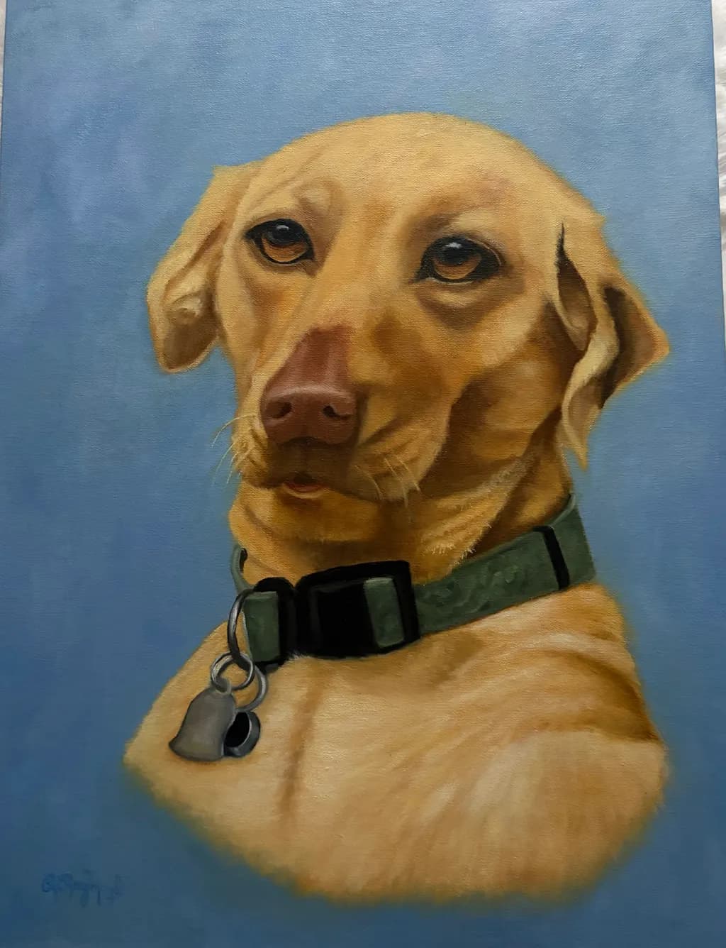 Golden Labrador Portrait