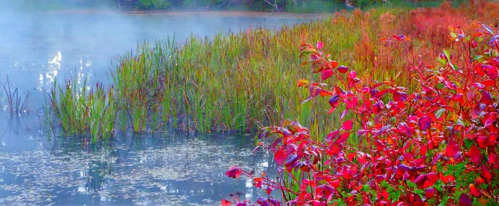 Mist Over the Marsh