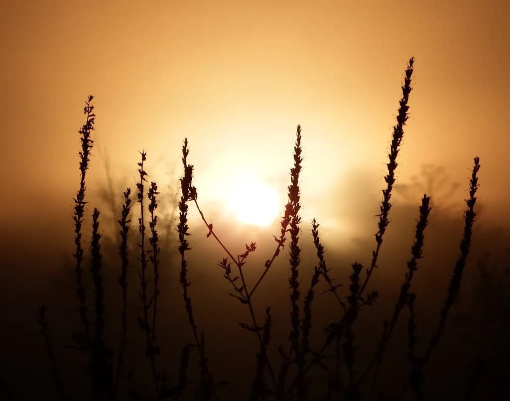 Golden Reeds