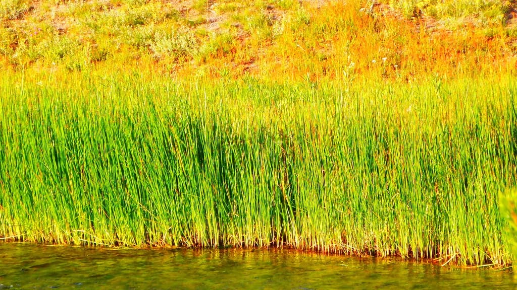 Reeds by the Shore