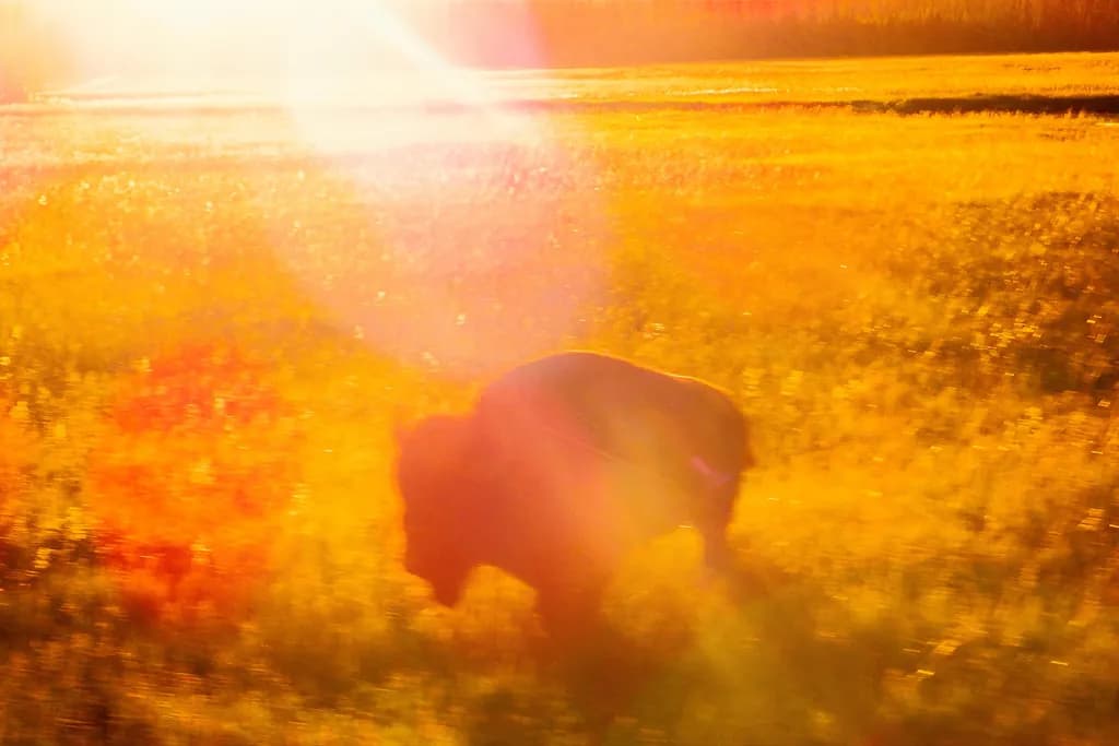 Bronze Buffalo Glow