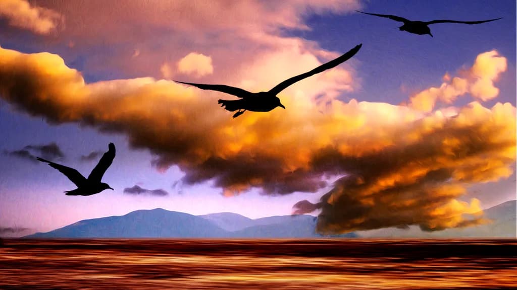 Flying Into the Sunset