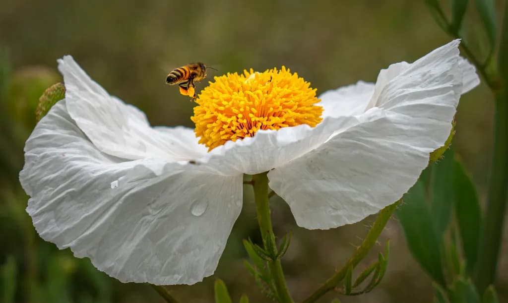 Matilija Poppy Bloom