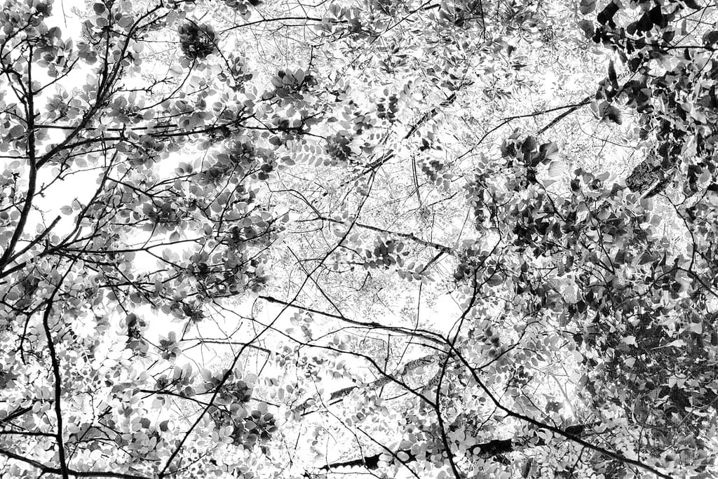 Tree Collage