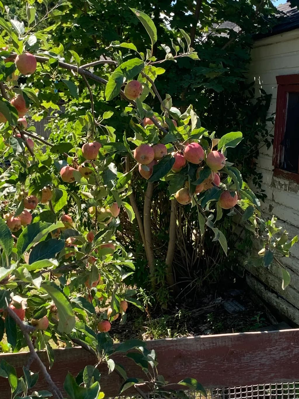 Orchard Bounty